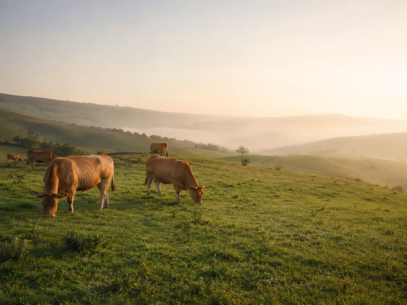Vaches grass-fed dans une prairie au lever du soleil